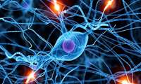 PhD student admission in the field of cognitive sciences - cognitive neuroscience, orientation of the brain and cognition